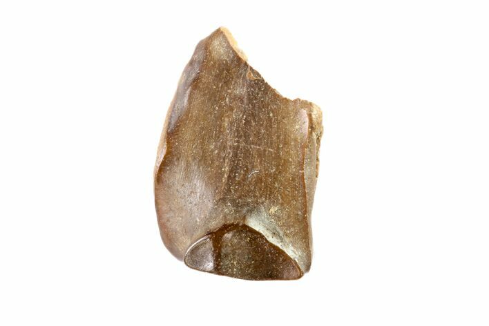 Partial Triceratops Shed Tooth - Montana #72492